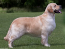 Golden Retriever image: Bonett Bride Double Decker
