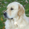 English Cream Golden Retriver: Bonnett Bride Final Decision