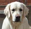 Golden Retriever image: Joanie