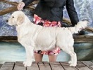 JHA Ch Montego Diamond Giselle