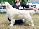 Ch JCh Junior Specialty Winner Swanavly By Design